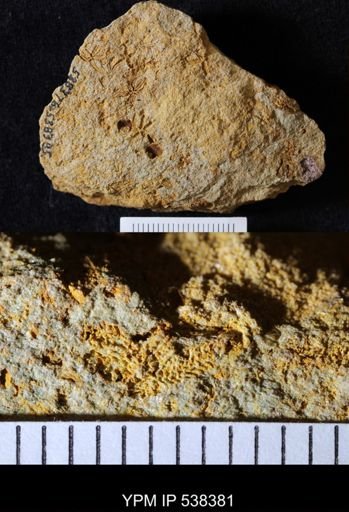 Urasterella selwyni