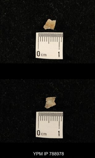 taxon undetermined