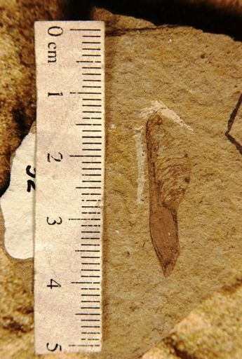 Acer minor