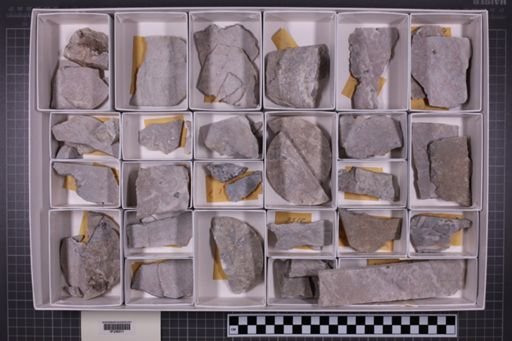 mixed taxa, stratigraphic collection
