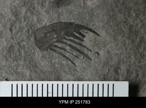 undet. Eurypterida