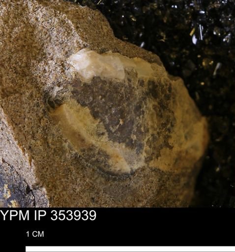 undet. Mollusca