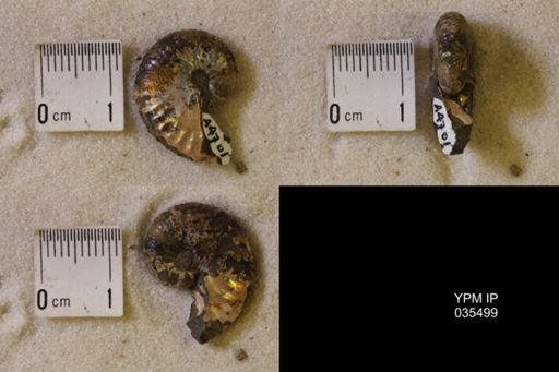Discoscaphites sp.