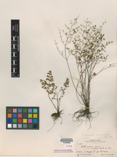 Notholaena delicatula