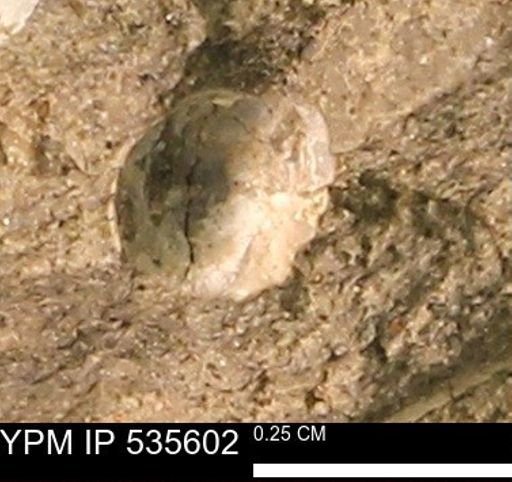 Protocardia subquadrata
