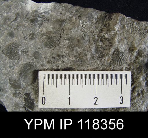 Camarotoechia nucula planosugosa