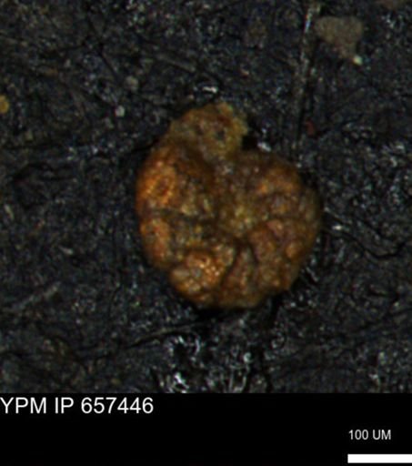 Alveolophragmium linki