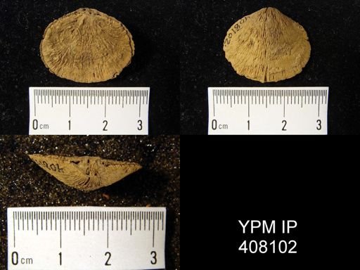 Rhipidomella musculosa?