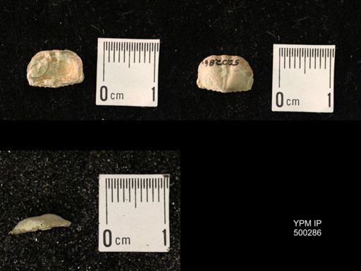 Mesolobus mesolobus decipiens
