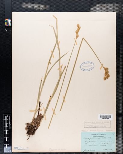 Carex merritt-fernaldii