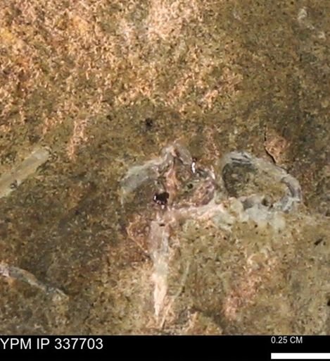 undet. Mollusca