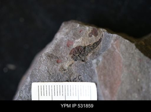 Stylophora?