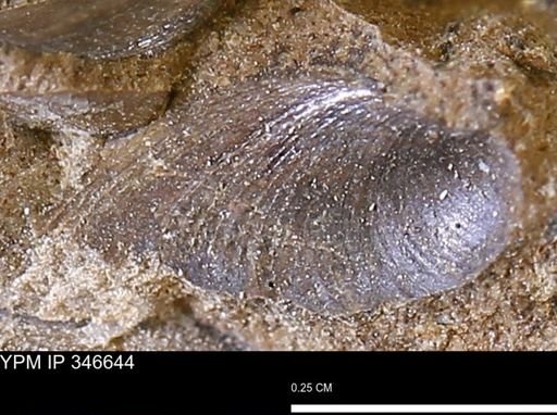 Limopsis striatopunctatus