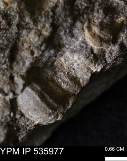Goniobasis tenuicarinata