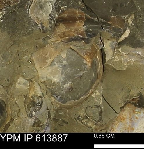 Inoceramus sp.