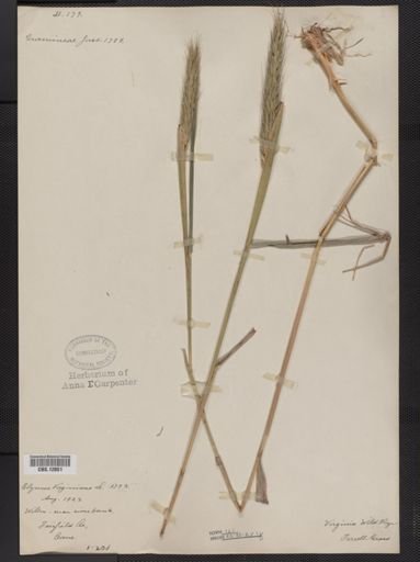 Elymus virginicus