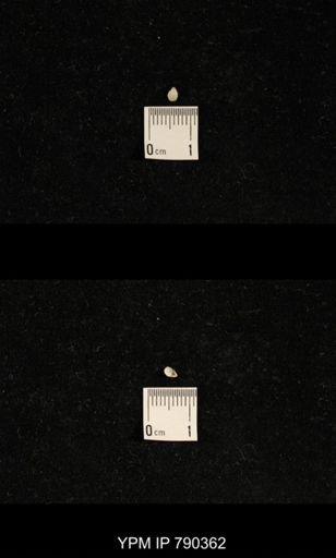 undet. Brachiopoda