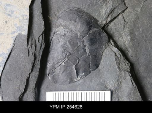 Hughmilleria sp.