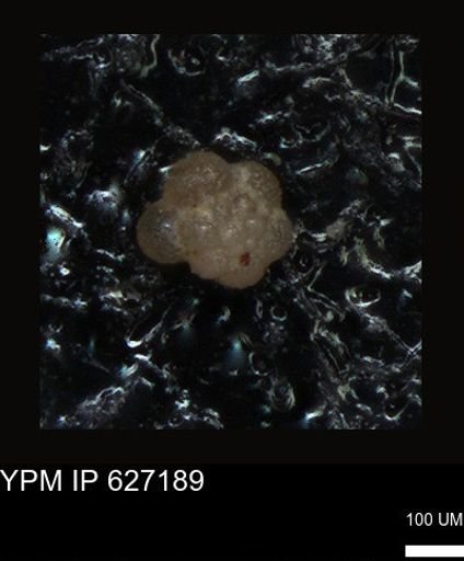 undet. Foraminiferida