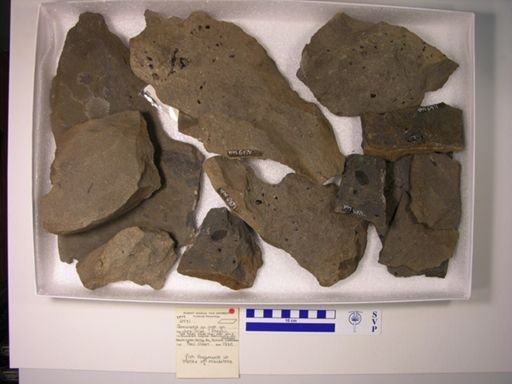 Semionotidae