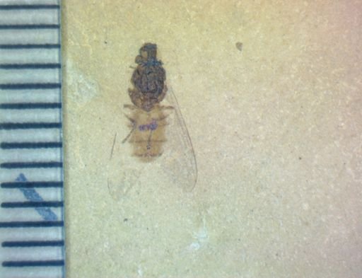 Diptera?