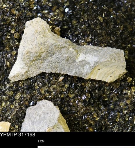 undet. Mollusca