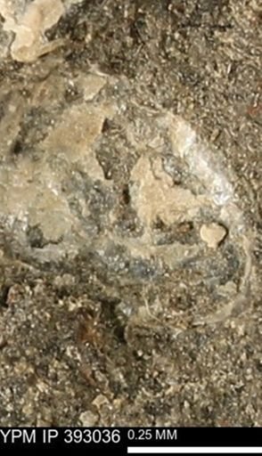 undet. Mollusca