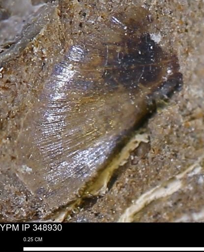 undet. Mollusca