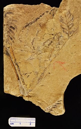 Pecopteris microdonta