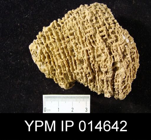 Propora americana