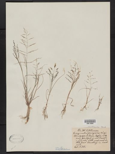 Eragrostis multicaulis
