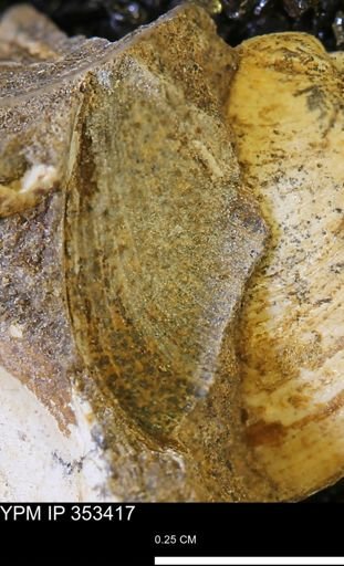 Limopsis striatopunctatus
