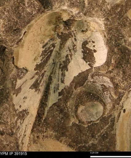 Protocardia sp.