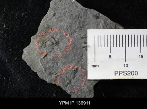 Ctenocephalus maltheus