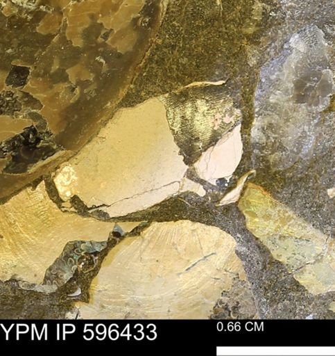 undet. Mollusca