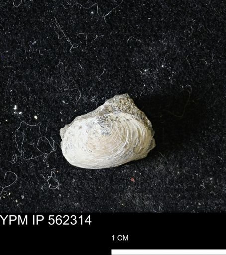 Limopsis striatopunctatus