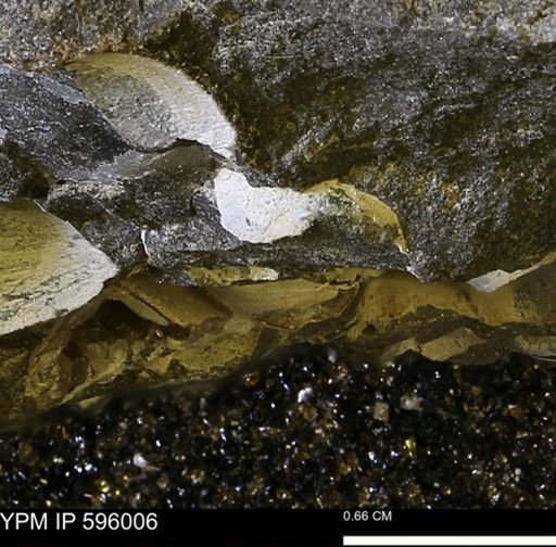 undet. Bivalvia