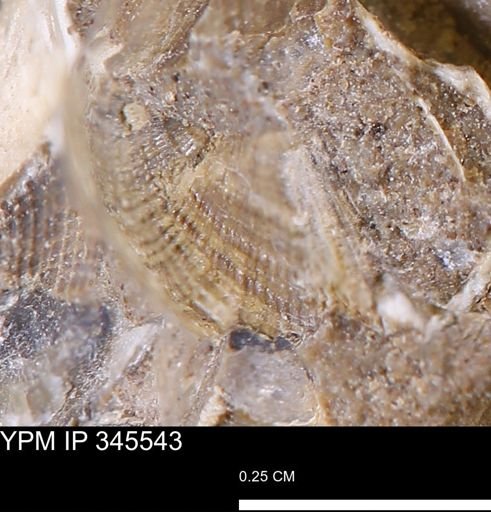 undet. Bivalvia