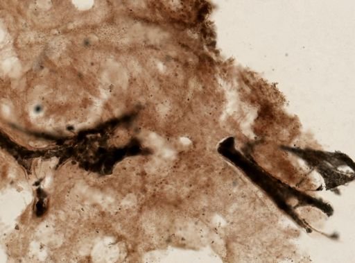 Hyrtios erectus