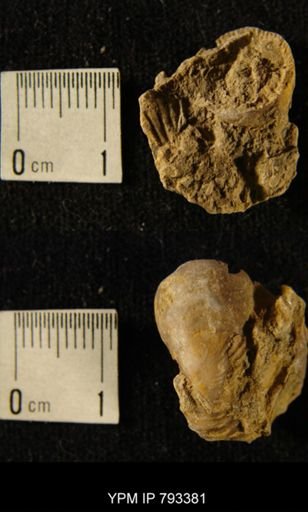 Streptelasma