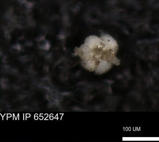 undet. Foraminiferida