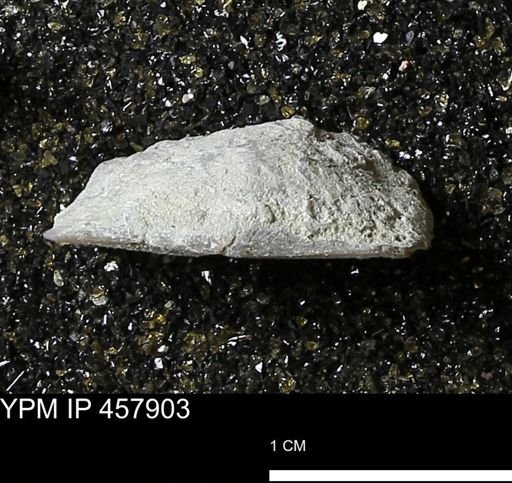 Strophodonta sp.