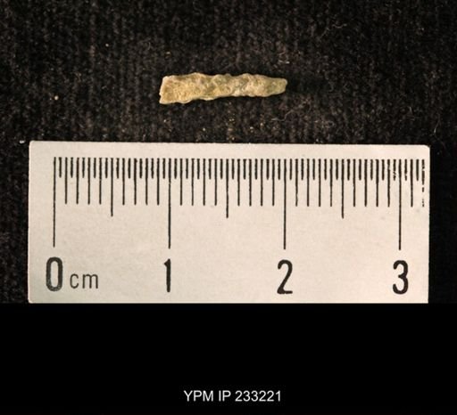 Archaeocidaris sp.