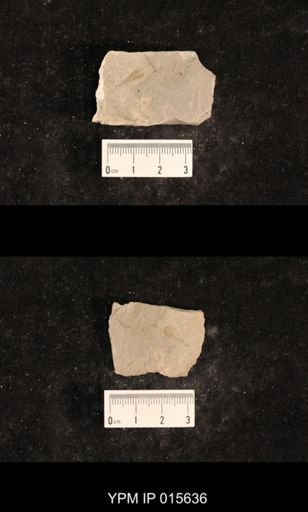 Demopterum gracile