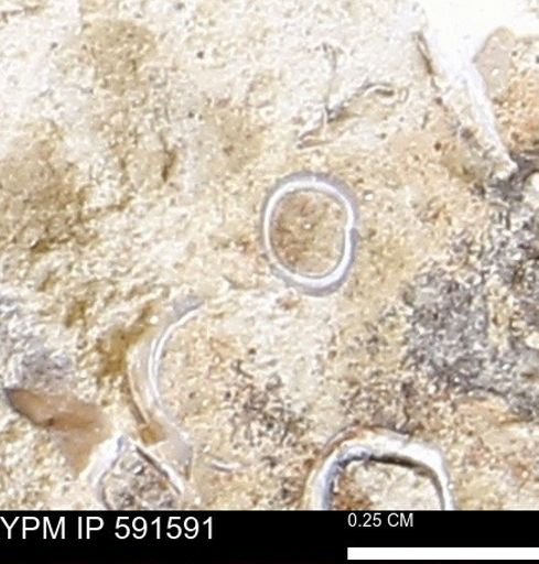 Serpulidae