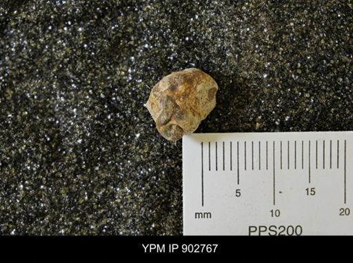undet. Gastropoda
