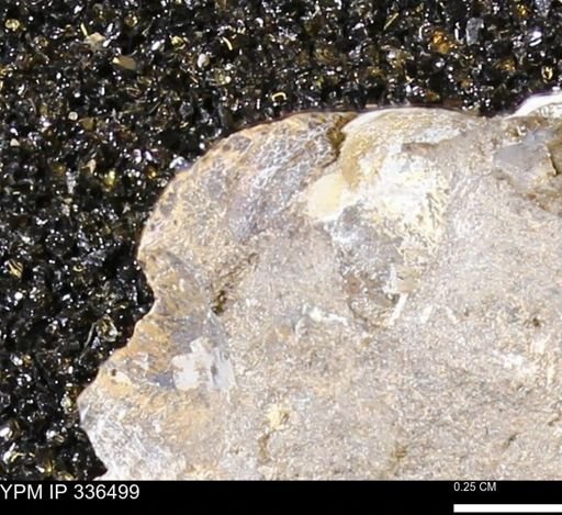 undet. Mollusca