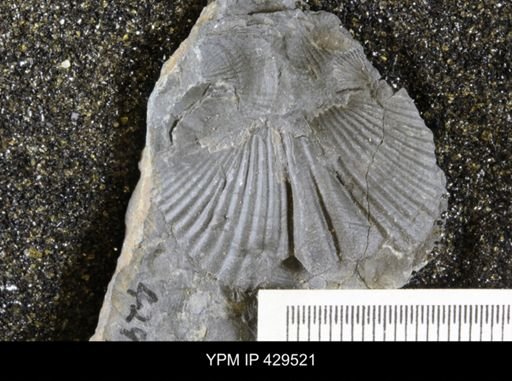 Spinocyrtia granulosa