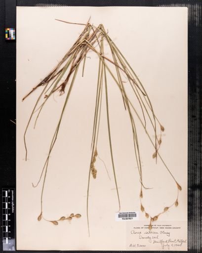 Carex silicea