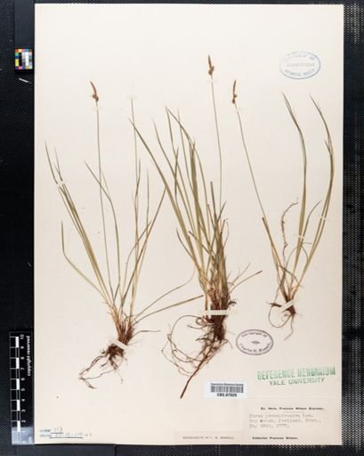 Carex pensylvanica